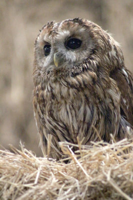 tawny owl