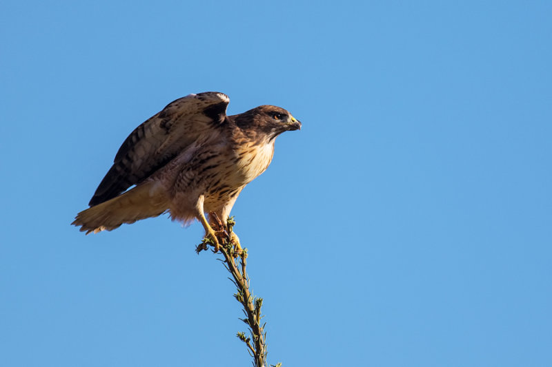 Sharp_ShinnedHawk102717.jpg