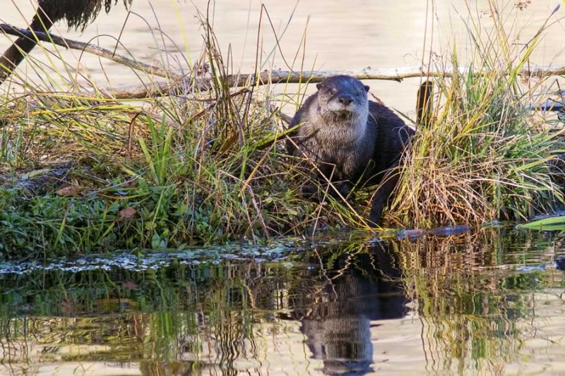 OtterBarnabySlough4_111017.jpg