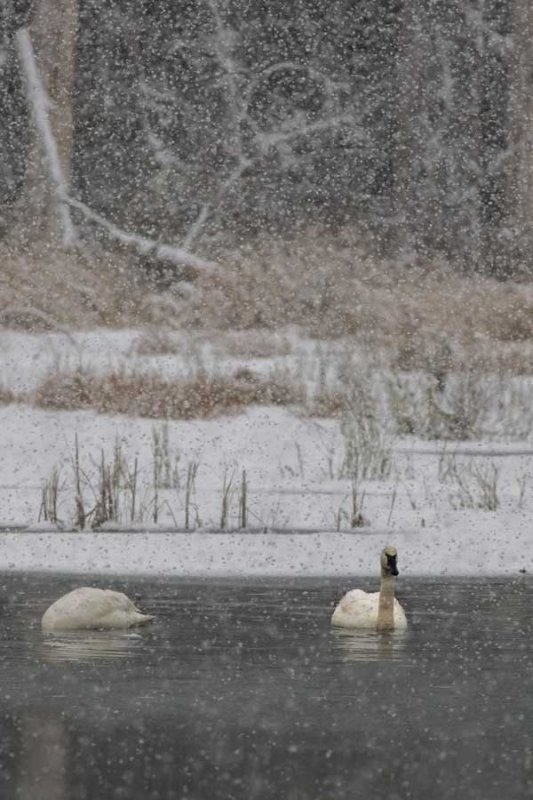 SwanBarnabySlough022318.jpg