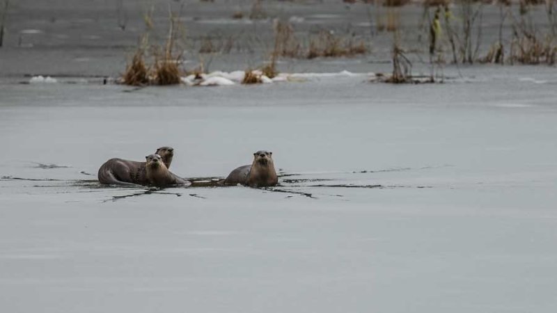 OttersBarnabySloughIceFishing022518.jpg