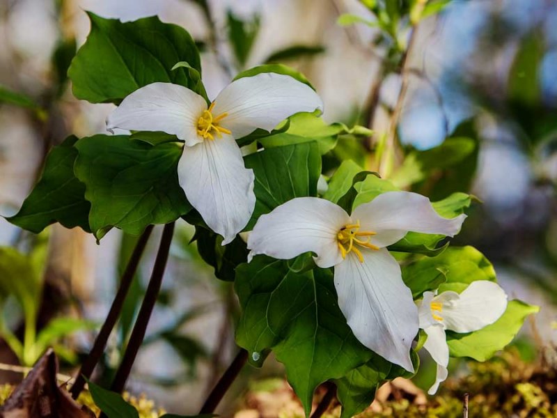 TrilliumBarnabySlough040618.jpg