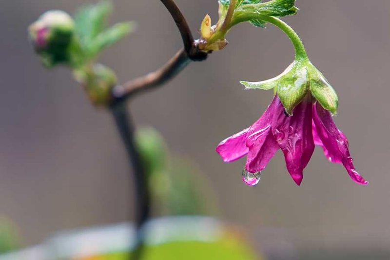 Salmonberry040818.jpg