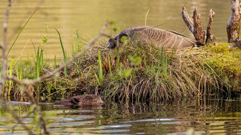 BeavGooseBarnabySlough042218.jpg