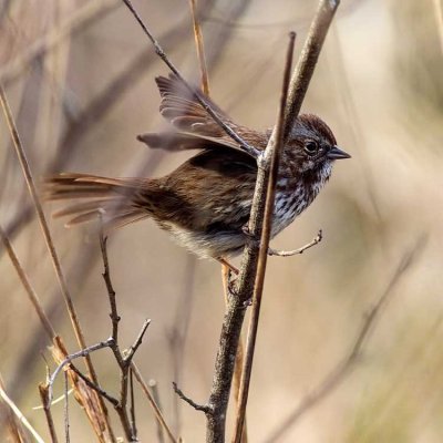 SparrowBarnabySlough033017.jpg