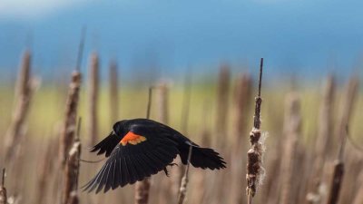 RedwingedBlackbird1_050117.jpg