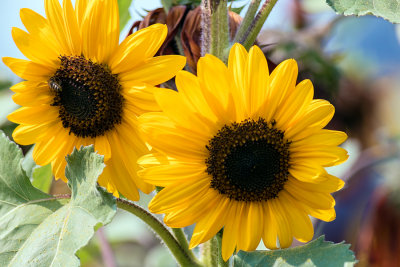 SunflowersCascadinFrmStnd090417.jpg