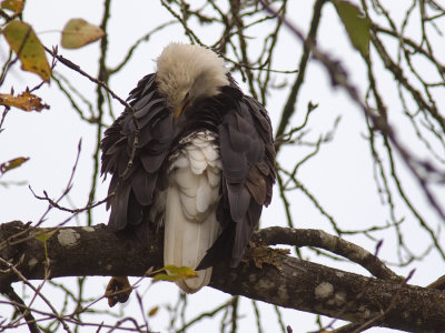 EagleRckprtBrdg110517_2.jpg