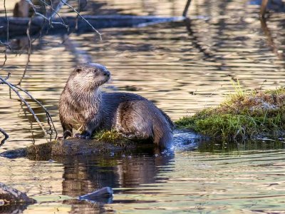 OtterBarnabySlough2_111017.jpg