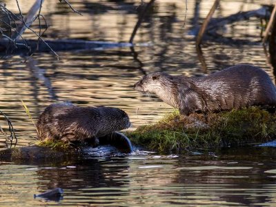 OtterBarnabySlough3_111017.jpg