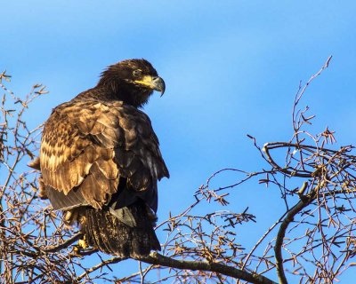 EagleJuvinileEdisonWa3_011518.jpg
