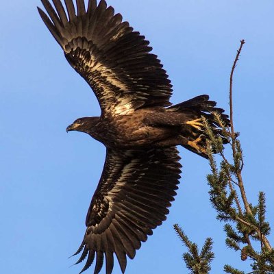 EagleJuvinileEdisonWa4_011518.jpg