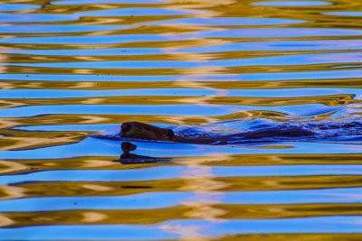 BeaverBarnabySlough050118.jpg