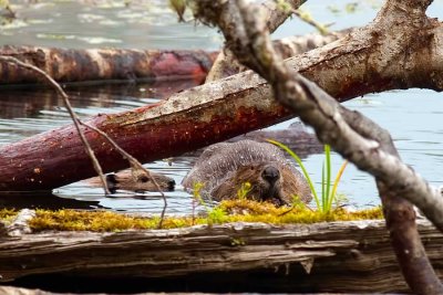 BeaverSlapBarnabySlough081918_1.jpg