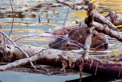 BigLittleBeaver090418.jpg