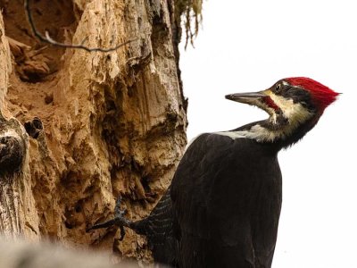 PileatedWoodPecker102418.jpg