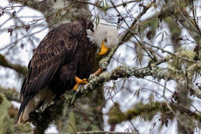 BaldEagle121418.jpg