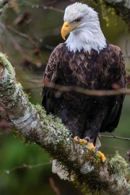 BaldEagle530brdgRckprt122518.jpg