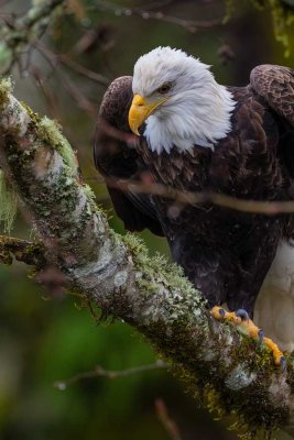 BaldEagle530brdgRckprt122518_2.jpg