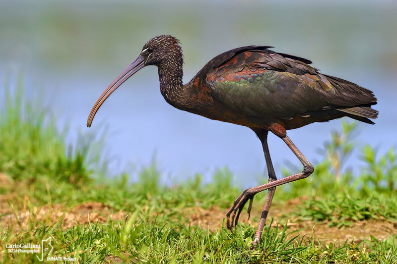 Glossy Ibis