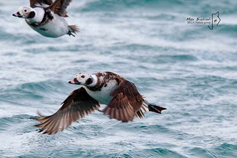 Long-tailed Duck 