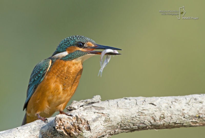 Kingfisher