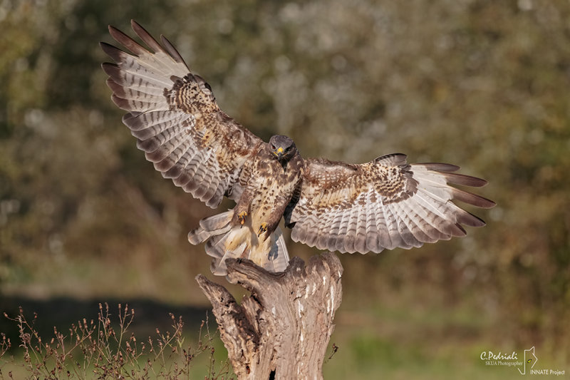 Common Buzzard-Valli di Argenta