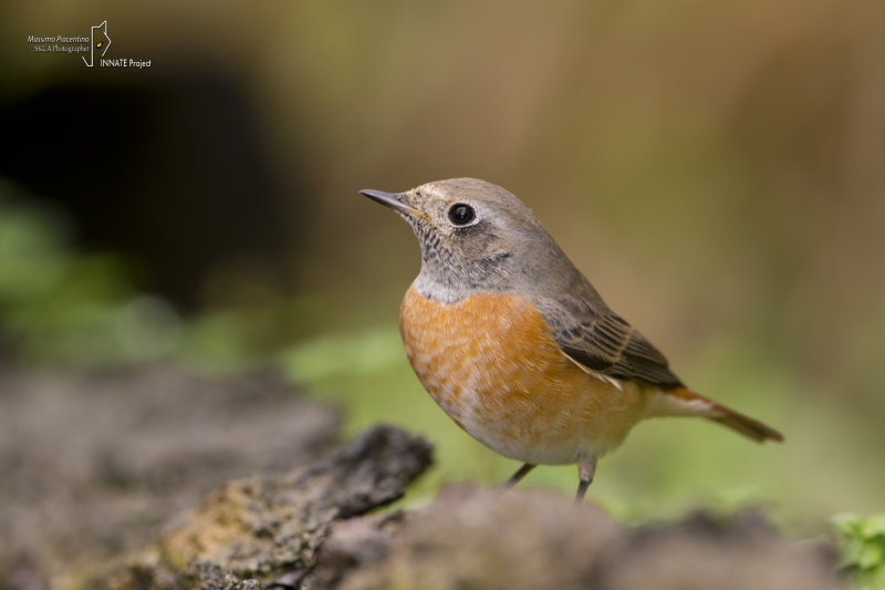 REDSTART