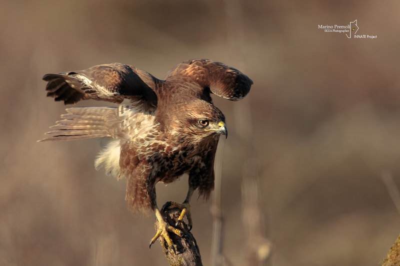 Common Buzzard