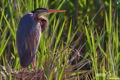 Purple Heron