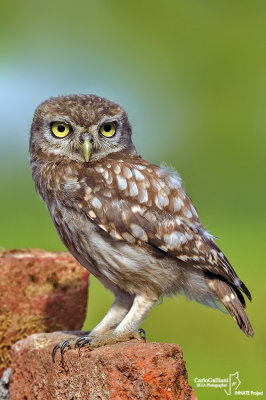 Little Owl