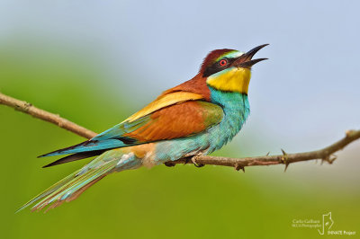 European Bee-eater 