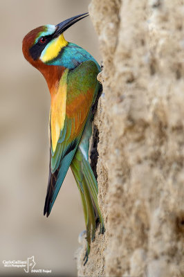 European Bee-eater 