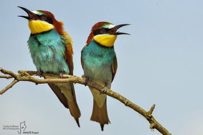 European Bee-eater 