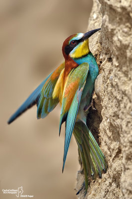 European Bee-eater 