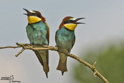 European Bee-eater 