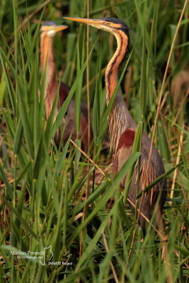 Purple Heron