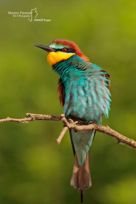 European Bee-eater 