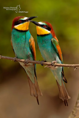 European Bee-eater 