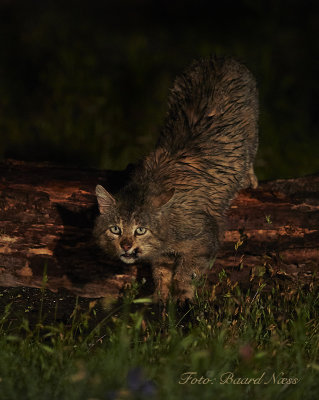WILDCAT HIDE