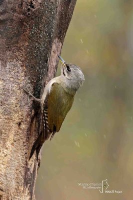 Grey-headed Woodpecker