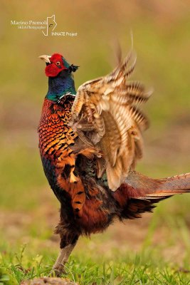 Pheasant