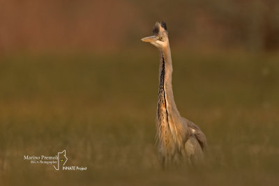 Grey Heron