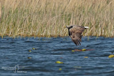 White-tailed Eagle