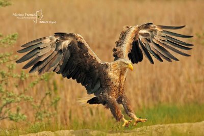 White-tailed Eagle