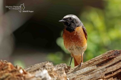 Redstart