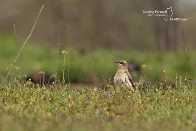 Northern Wheatear