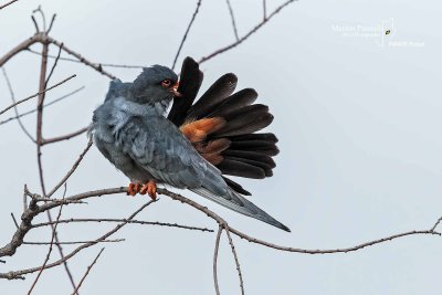 Red-footed Falcon