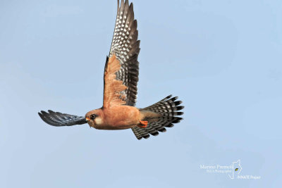 Red-footed Falcon