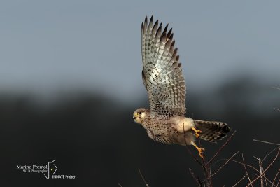 Kestrel